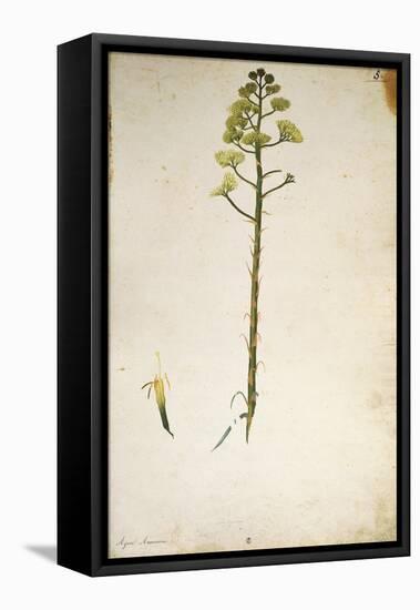 Century Plant Flower (Agave Americana) by Jacopo Ligozzi-null-Framed Premier Image Canvas