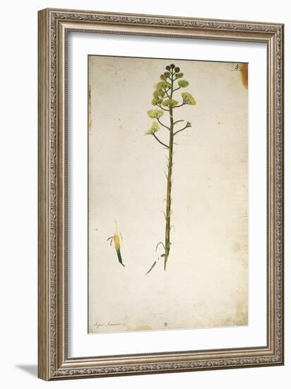 Century Plant Flower (Agave Americana) by Jacopo Ligozzi-null-Framed Giclee Print