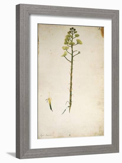 Century Plant Flower (Agave Americana) by Jacopo Ligozzi-null-Framed Giclee Print