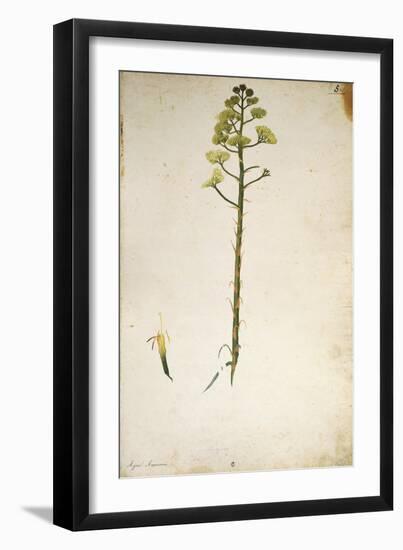 Century Plant Flower (Agave Americana) by Jacopo Ligozzi-null-Framed Giclee Print