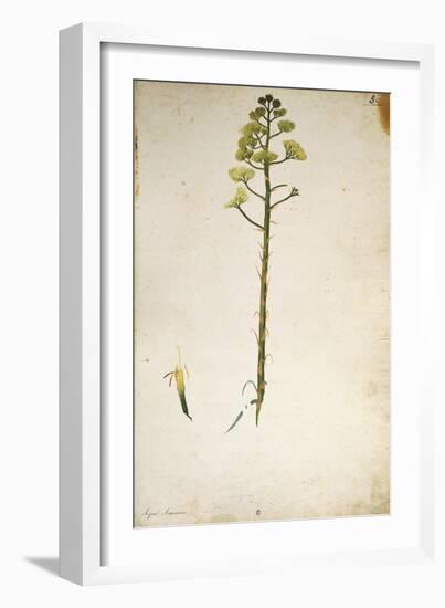 Century Plant Flower (Agave Americana) by Jacopo Ligozzi-null-Framed Giclee Print