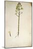 Century Plant Flower (Agave Americana) by Jacopo Ligozzi-null-Mounted Giclee Print