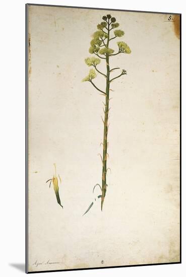 Century Plant Flower (Agave Americana) by Jacopo Ligozzi-null-Mounted Giclee Print