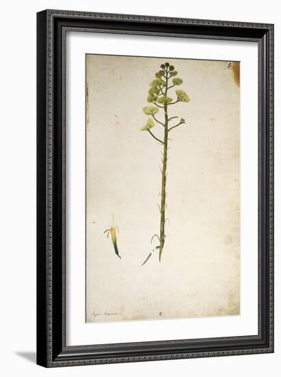 Century Plant Flower (Agave Americana) by Jacopo Ligozzi-null-Framed Giclee Print