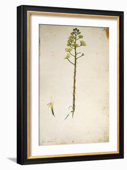 Century Plant Flower (Agave Americana) by Jacopo Ligozzi-null-Framed Giclee Print