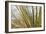 Century Plant I-Dana Styber-Framed Photographic Print