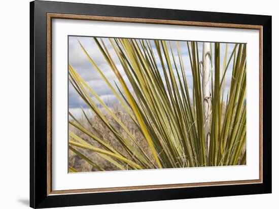 Century Plant I-Dana Styber-Framed Photographic Print