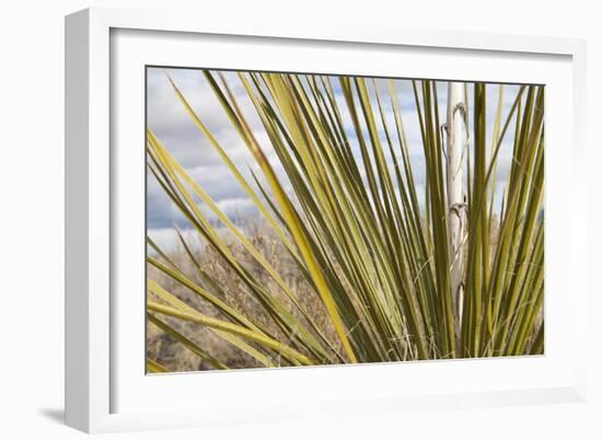 Century Plant I-Dana Styber-Framed Photographic Print