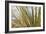 Century Plant I-Dana Styber-Framed Photographic Print