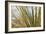 Century Plant I-Dana Styber-Framed Photographic Print