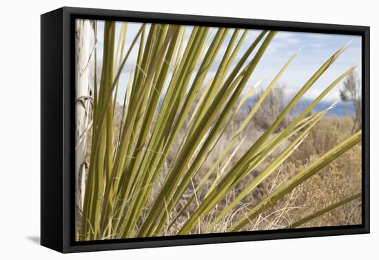 Century Plant II-Dana Styber-Framed Premier Image Canvas