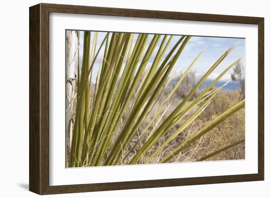 Century Plant II-Dana Styber-Framed Photographic Print