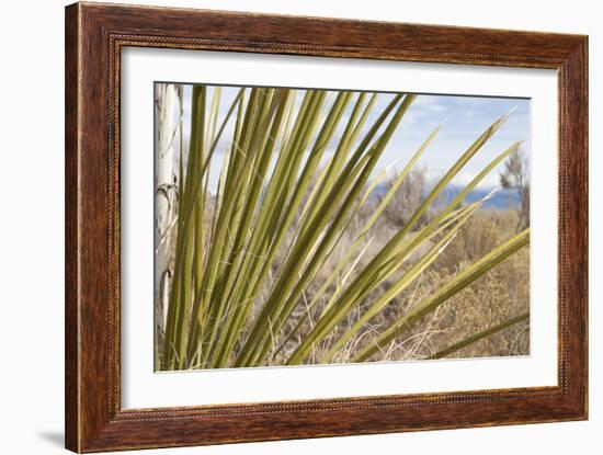 Century Plant II-Dana Styber-Framed Photographic Print