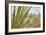 Century Plant II-Dana Styber-Framed Photographic Print