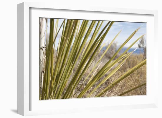 Century Plant II-Dana Styber-Framed Photographic Print