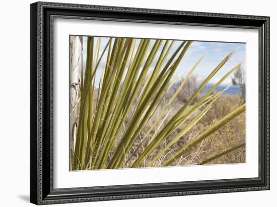 Century Plant II-Dana Styber-Framed Photographic Print