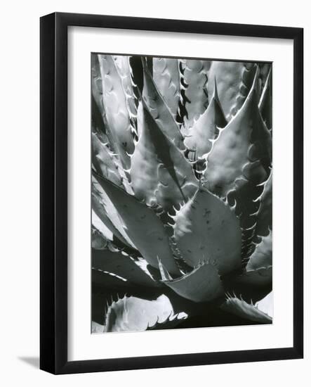 Century Plant, Succulent, Baja California, c. 1965-Brett Weston-Framed Photographic Print