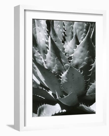 Century Plant, Succulent, Baja California, c. 1965-Brett Weston-Framed Photographic Print