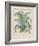 Century Plant-Besler Basilius-Framed Giclee Print