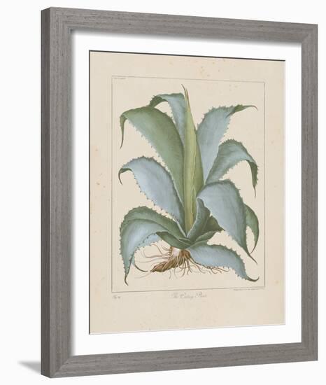 Century Plant-Besler Basilius-Framed Giclee Print