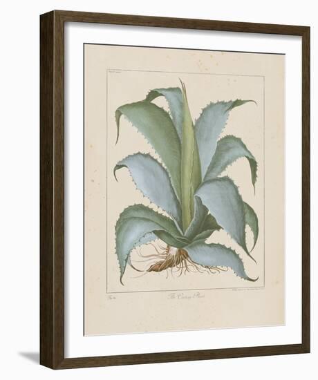 Century Plant-Besler Basilius-Framed Giclee Print