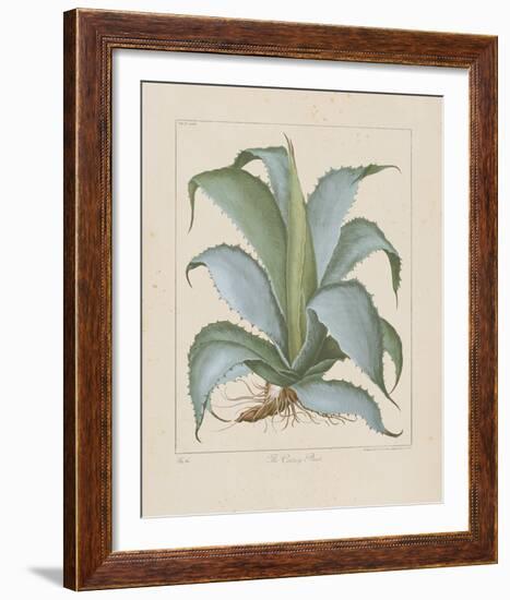 Century Plant-Besler Basilius-Framed Giclee Print