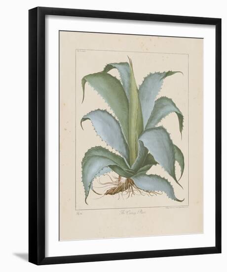 Century Plant-Besler Basilius-Framed Giclee Print