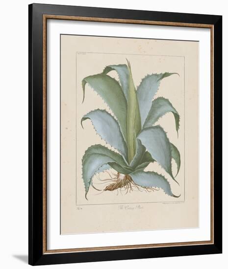 Century Plant-Besler Basilius-Framed Giclee Print