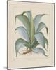 Century Plant-Besler Basilius-Mounted Giclee Print