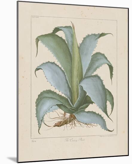 Century Plant-Besler Basilius-Mounted Giclee Print