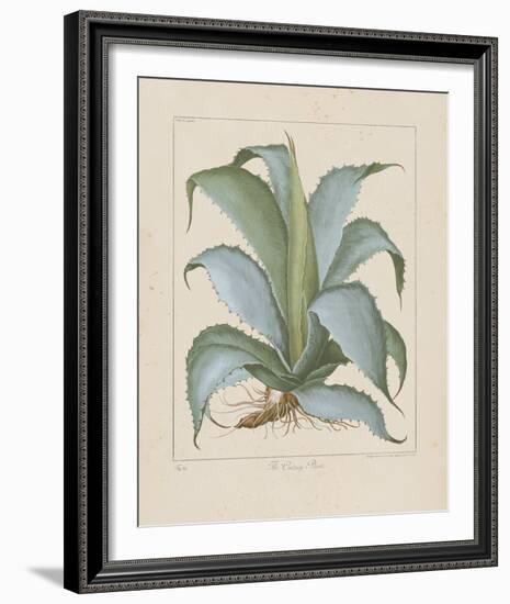 Century Plant-Besler Basilius-Framed Giclee Print