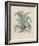 Century Plant-Besler Basilius-Framed Giclee Print