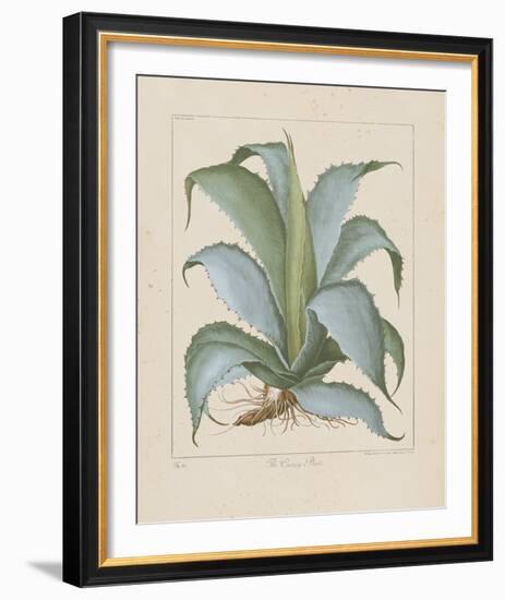 Century Plant-Besler Basilius-Framed Giclee Print