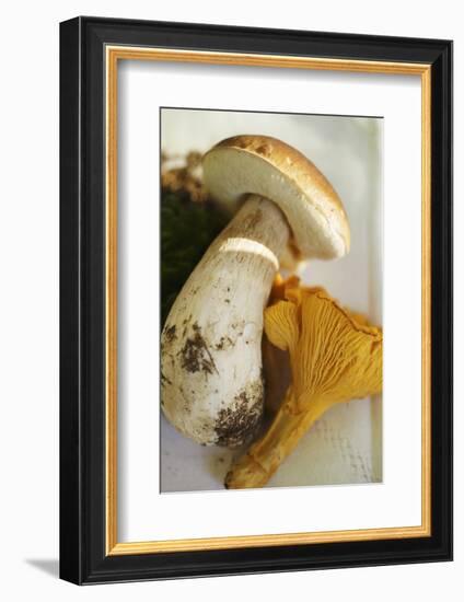 Cep and Chanterelle-Eising Studio - Food Photo and Video-Framed Photographic Print