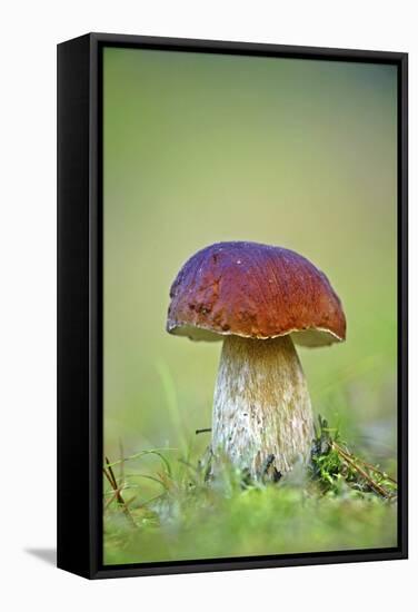 Cep Mushroom (Boletus Edulis)-Bjorn Svensson-Framed Premier Image Canvas