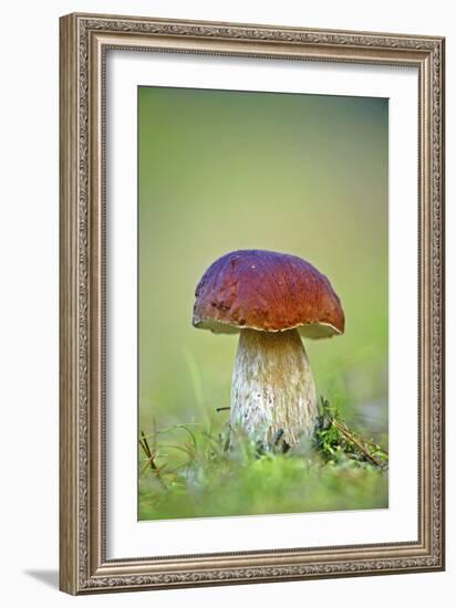 Cep Mushroom (Boletus Edulis)-Bjorn Svensson-Framed Photographic Print