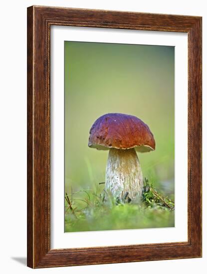 Cep Mushroom (Boletus Edulis)-Bjorn Svensson-Framed Photographic Print