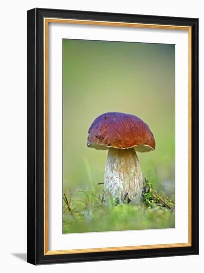 Cep Mushroom (Boletus Edulis)-Bjorn Svensson-Framed Photographic Print