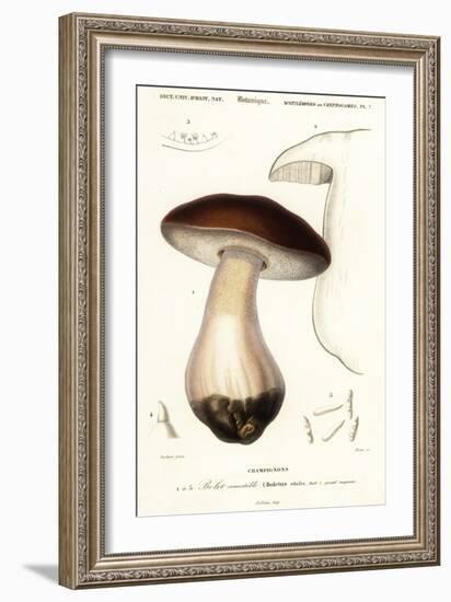 Cep, Penny Bun, Porcino or Porcini Mushroom, Boletus Edulis. ,1849 (Engraving)-Paul Louis Oudart-Framed Giclee Print