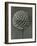 Cephalaria-Karl Blossfeldt-Framed Giclee Print