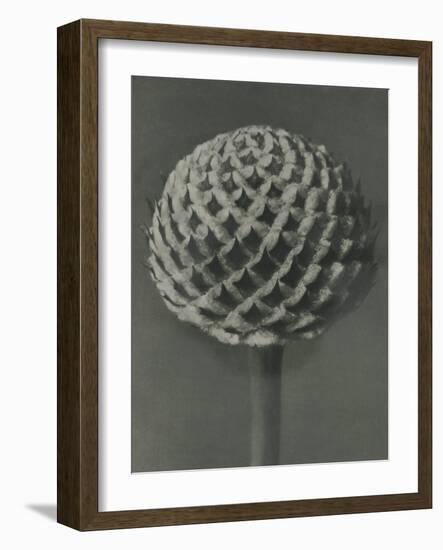 Cephalaria-Karl Blossfeldt-Framed Giclee Print