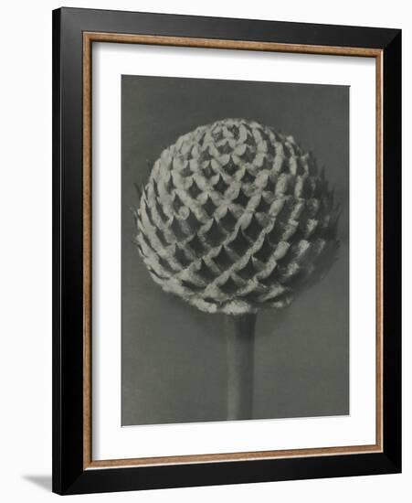 Cephalaria-Karl Blossfeldt-Framed Giclee Print