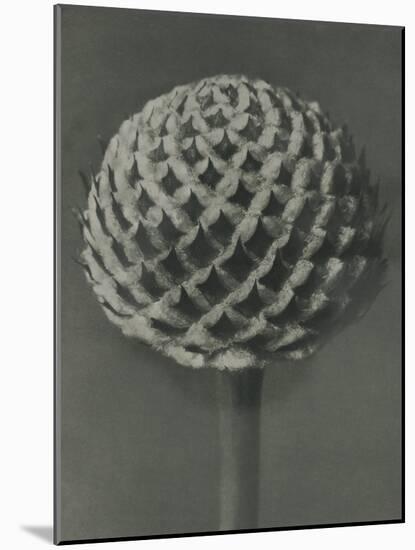 Cephalaria-Karl Blossfeldt-Mounted Giclee Print