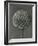 Cephalaria-Karl Blossfeldt-Framed Giclee Print