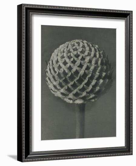 Cephalaria-Karl Blossfeldt-Framed Giclee Print