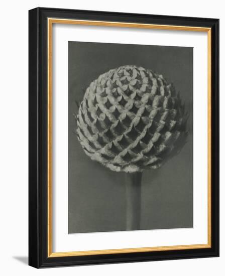 Cephalaria-Karl Blossfeldt-Framed Giclee Print