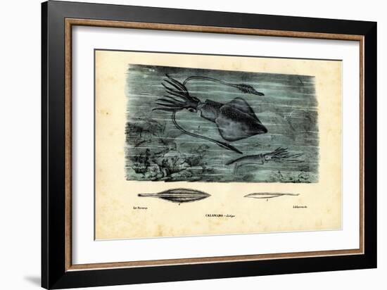Cephalopods, 1863-79-Raimundo Petraroja-Framed Giclee Print