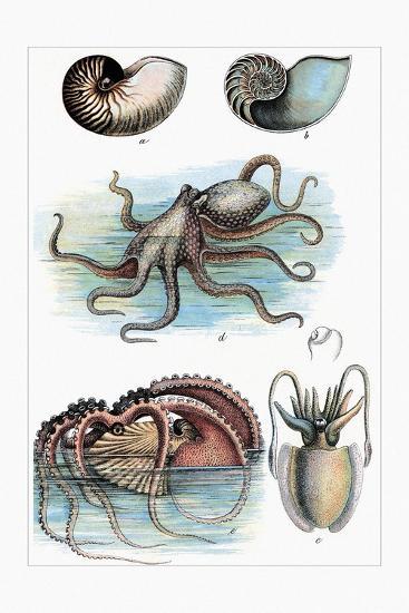 Art Print, , large