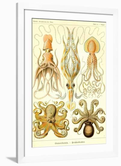 Cephlopods-Ernst Haeckel-Framed Art Print