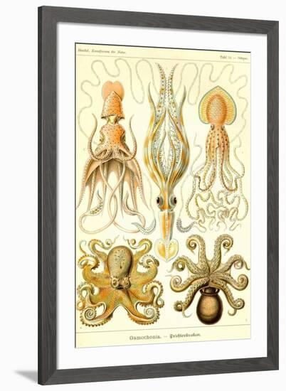 Cephlopods-Ernst Haeckel-Framed Art Print